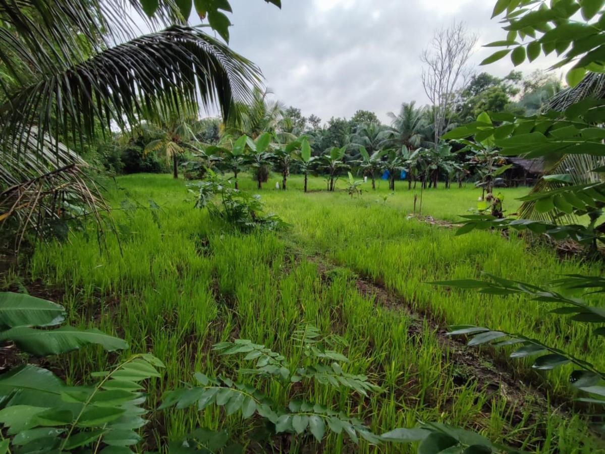 Sigiri Sandilu Homestay Sigiriya Exterior foto